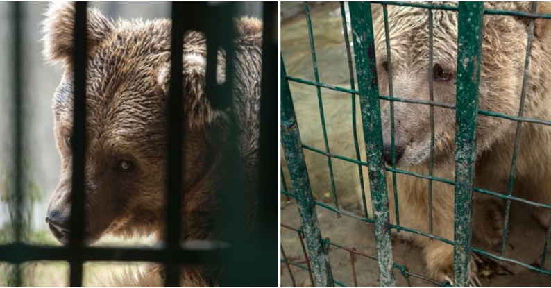 Nach Rettung misshandelter Bären: Berüchtigter Horror-Zoo aus Pakistan wird geschlossen
